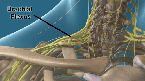 brachial plexus render